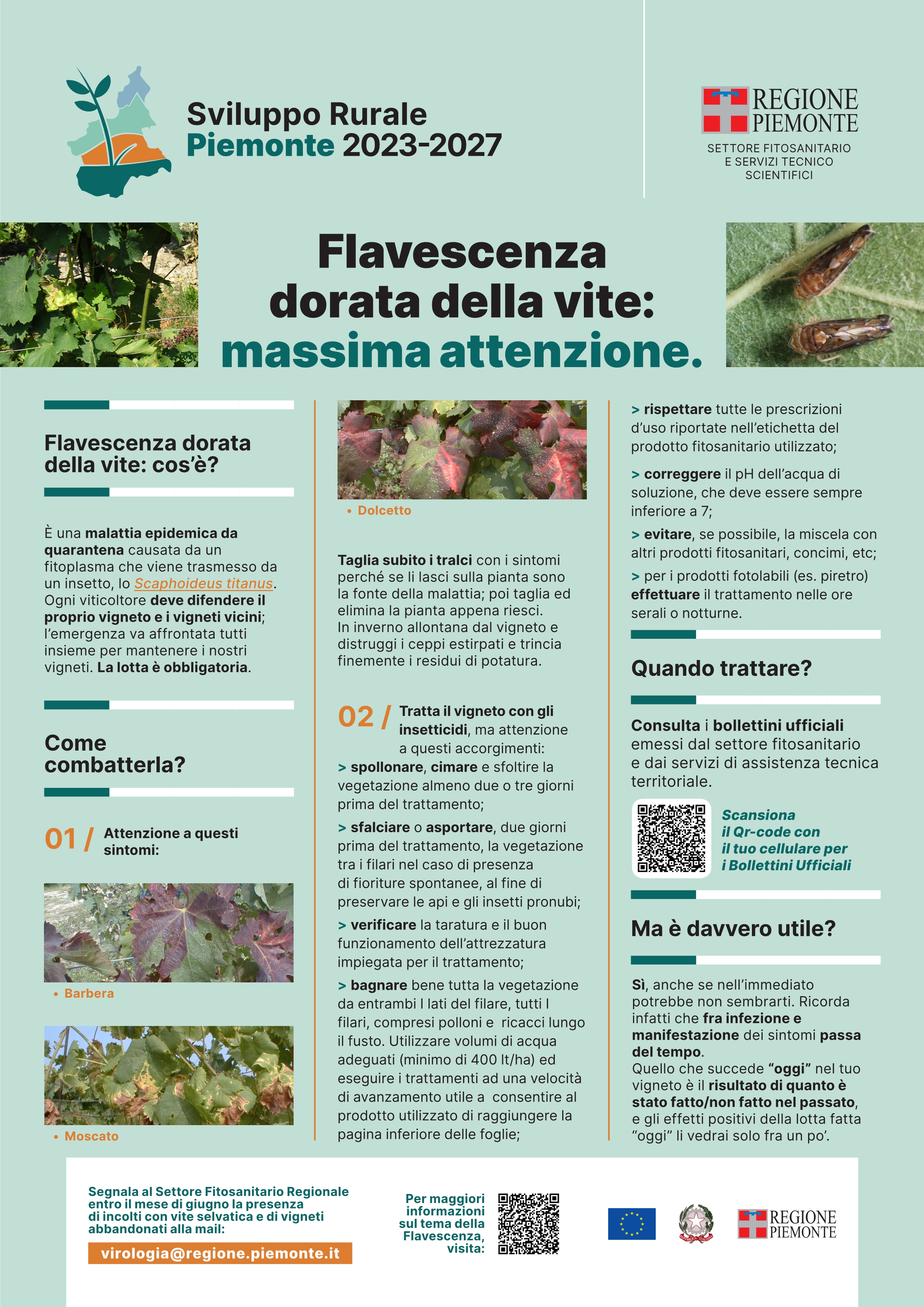 Flavescenza dorata della vite