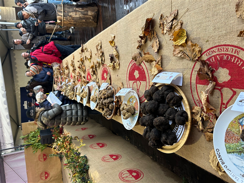 Fiera Internazionale del Tartufo Bianco "Trifola d'Or"