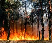 Stato di massima pericolosità per gli incendi boschivi su tutto il territorio regionale a partire dal giorno 08/07/2026